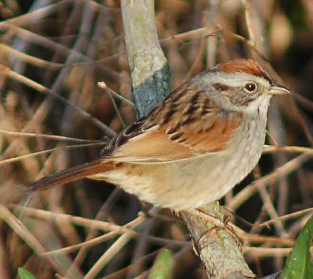 Swamp_Sparrow