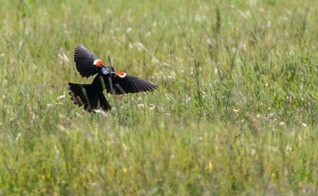 Tri-colored Blackbird Male