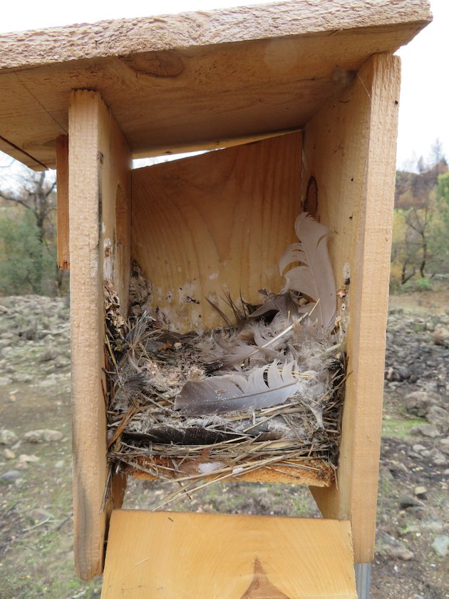 Tree Swallow Old Nest