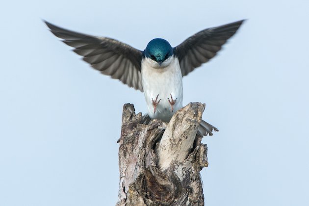 Tree Swallow