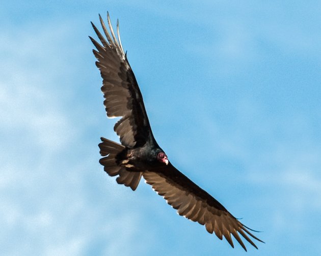 Turkey Vulture In Flight