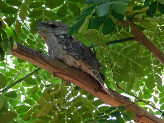 Animalstuffstore Tawny-Frogmouth- Broome’s birds get a battering – 10,000 Birds Bird  