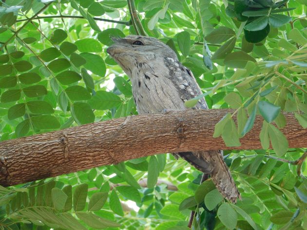 Animalstuffstore Tawny-Frogmouth-1-5 The Moist Season continues in Broome – 10,000 Birds Bird  