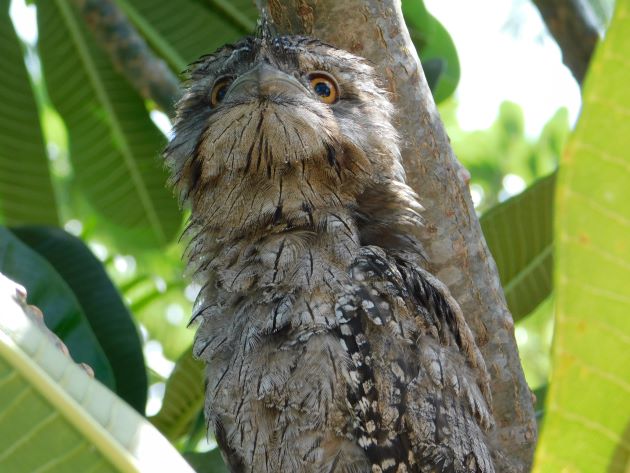 Animalstuffstore Tawny-Frogmouth-10 The Moist Season continues in Broome – 10,000 Birds Bird  