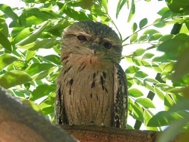 Animalstuffstore Tawny-Frogmouth-8 Broome’s Poinciana bushes – 10,000 Birds Bird  