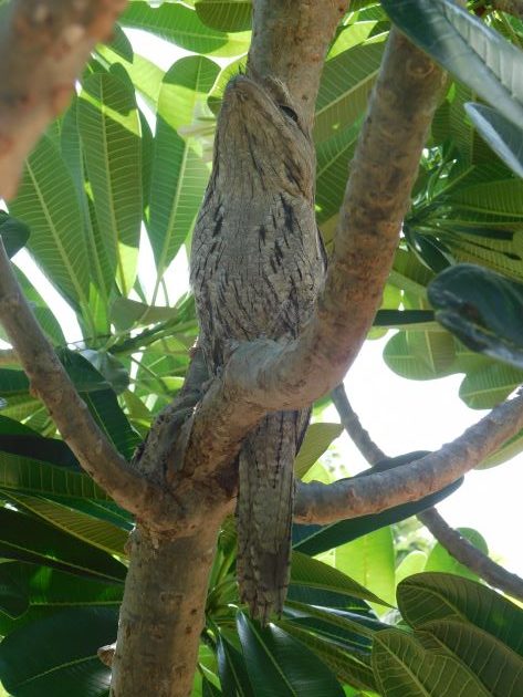 Animalstuffstore Tawny-Frogmouth-9-rotated A Christmas shock in Broome – 10,000 Birds Bird  