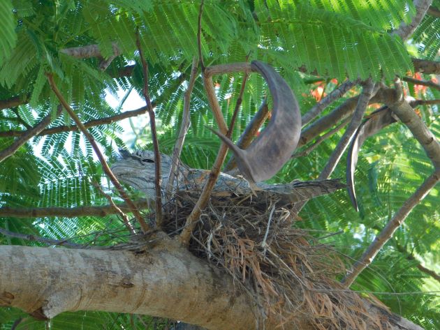 Animalstuffstore Tawny-Frogmouth-nest-1-1 Broome’s Poinciana bushes – 10,000 Birds Bird  