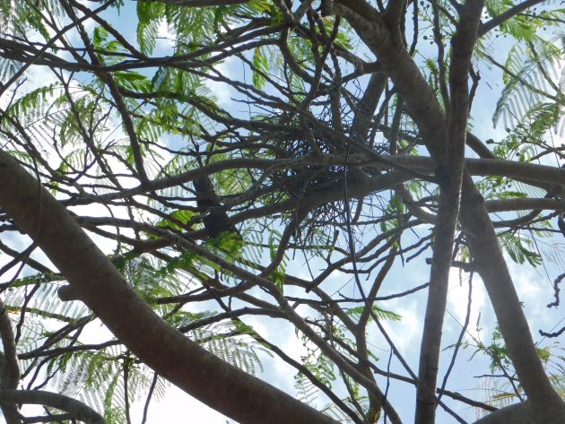 Animalstuffstore Tawny-Frogmouth-nest-11 Broome’s Poinciana bushes – 10,000 Birds Bird  