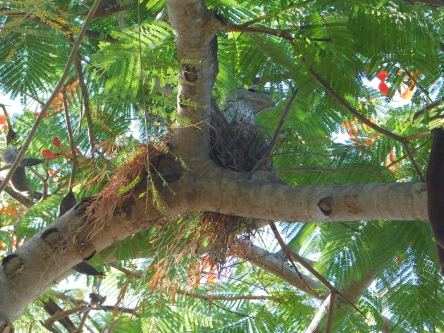 Animalstuffstore Tawny-Frogmouth-nest-2-2 Broome’s Poinciana bushes – 10,000 Birds Bird  