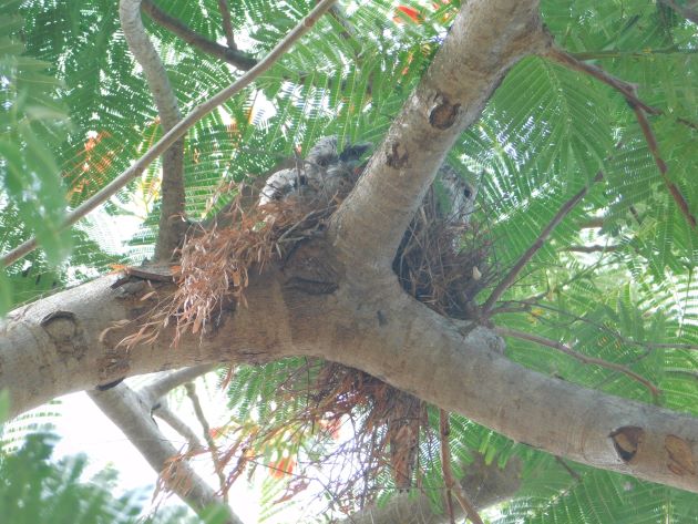 Animalstuffstore Tawny-Frogmouth-nest-2-3 A Christmas shock in Broome – 10,000 Birds Bird  