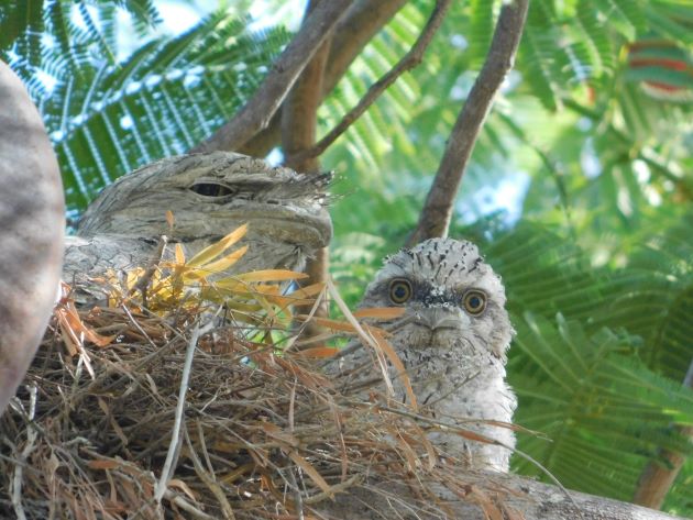 Animalstuffstore Tawny-Frogmouth-nest-3-2 A Christmas shock in Broome – 10,000 Birds Bird  