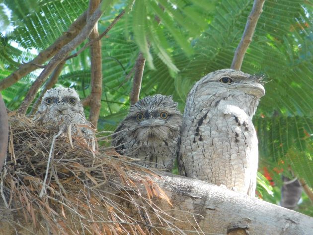 Animalstuffstore Tawny-Frogmouth-nest-surprise-1 A Christmas shock in Broome – 10,000 Birds Bird  