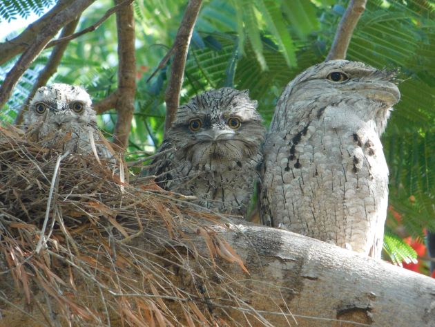 Animalstuffstore Tawny-Frogmouth-nest-surprise-3 A Christmas shock in Broome – 10,000 Birds Bird  