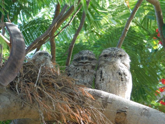 Animalstuffstore Tawny-Frogmouth-nest-surprise-4 A Christmas shock in Broome – 10,000 Birds Bird  