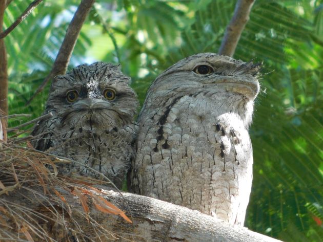 Animalstuffstore Tawny-Frogmouth-nest-surprise-5 A Christmas shock in Broome – 10,000 Birds Bird  