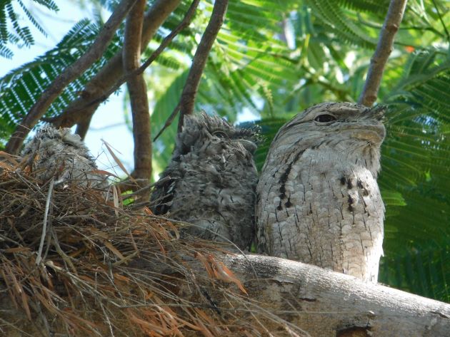 Animalstuffstore Tawny-Frogmouth-nest-surprise-6 A Christmas shock in Broome – 10,000 Birds Bird  