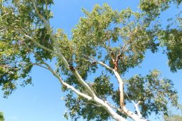 Tawny Frogmouth family at Cygnet Park-Broome