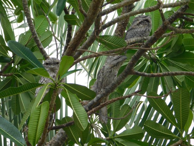Animalstuffstore Tawny-Frogmouths-1-1 The Moist Season continues in Broome – 10,000 Birds Bird  