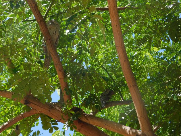 Animalstuffstore Tawny-Frogmouths-10 Broome’s Poinciana bushes – 10,000 Birds Bird  