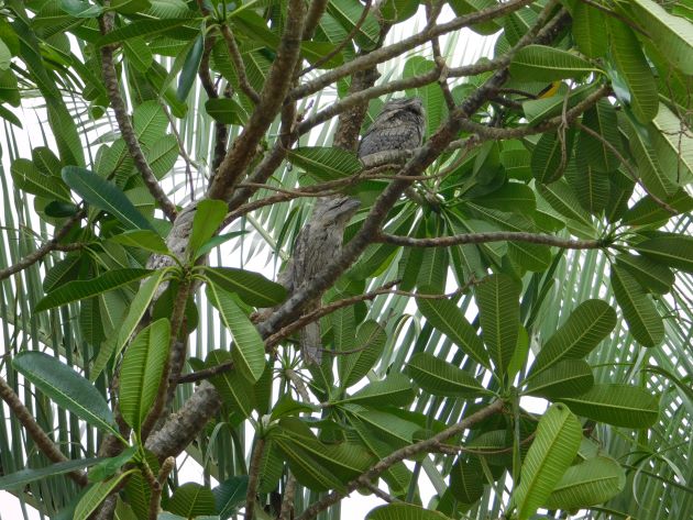 Animalstuffstore Tawny-Frogmouths-11 The Moist Season continues in Broome – 10,000 Birds Bird  