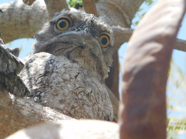 Animalstuffstore Tawny-Frogmouths-6 Tawny Frogmouths breeding once more – 10,000 Birds Bird  