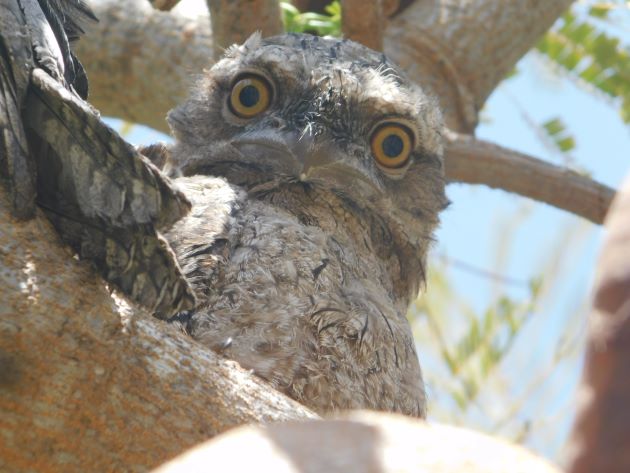 Animalstuffstore Tawny-Frogmouths-7 Tawny Frogmouths breeding once more – 10,000 Birds Bird  