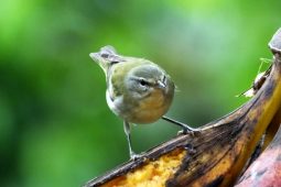 What do Tennesee Warblers Do in Costa Rica?