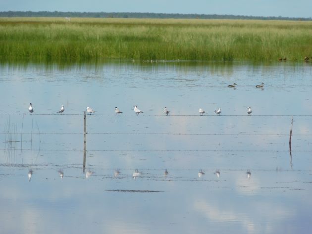 Animalstuffstore Terns-near-Broome-11 White-winged Black Terns and Whiskered Terns close to Broome – 10,000 Birds Bird  