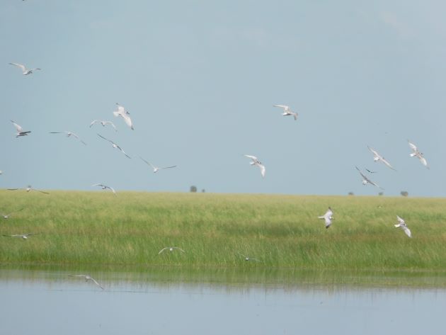 Animalstuffstore Terns-near-Broome-5 White-winged Black Terns and Whiskered Terns close to Broome – 10,000 Birds Bird  