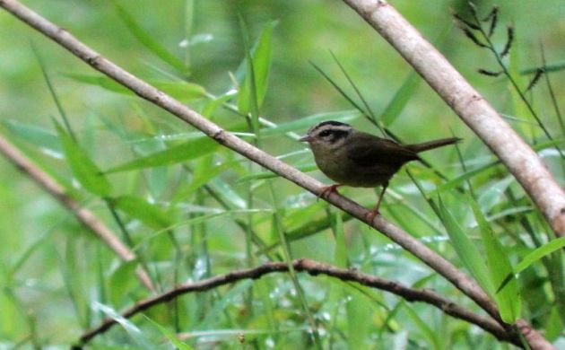 Three-striped Warbler