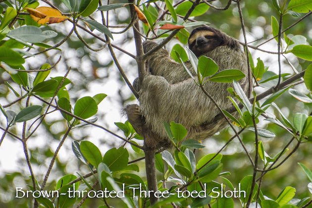 Three-toed Sloth