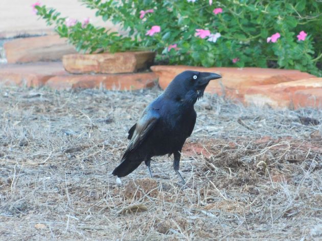 Animalstuffstore Torresian-Crow-1-1 Torresian Crows in Australia – 10,000 Birds Bird  