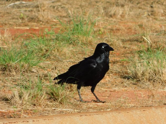 Animalstuffstore Torresian-Crow-10 Torresian Crows in Australia – 10,000 Birds Bird  