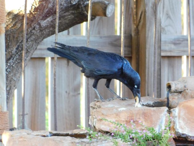 Animalstuffstore Torresian-Crow-11-1 Torresian Crows and Vegemite – 10,000 Birds Bird  