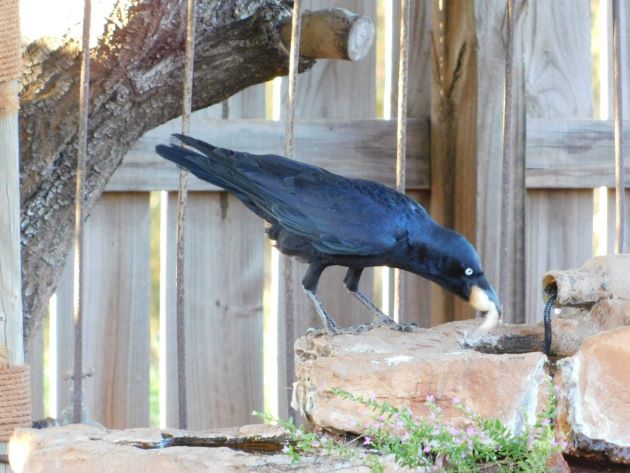 Animalstuffstore Torresian-Crow-12 Torresian Crows and Vegemite – 10,000 Birds Bird  