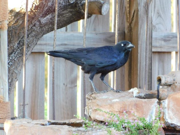 Animalstuffstore Torresian-Crow-13 Torresian Crows and Vegemite – 10,000 Birds Bird  