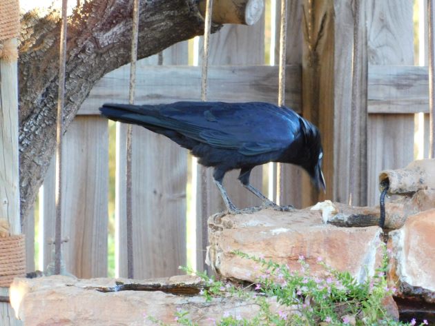 Animalstuffstore Torresian-Crow-14 Torresian Crows and Vegemite – 10,000 Birds Bird  