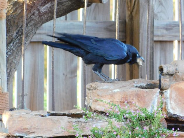Animalstuffstore Torresian-Crow-15 Torresian Crows and Vegemite – 10,000 Birds Bird  