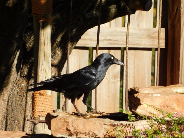 Animalstuffstore Torresian-Crow-2-1 Torresian Crows and Vegemite – 10,000 Birds Bird  