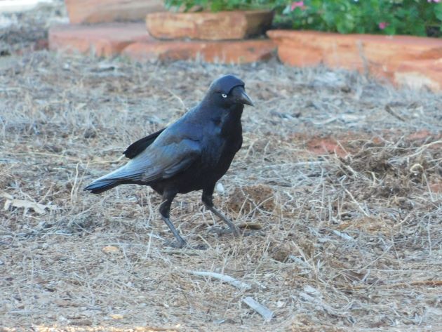 Animalstuffstore Torresian-Crow-2 Torresian Crows in Australia – 10,000 Birds Bird  