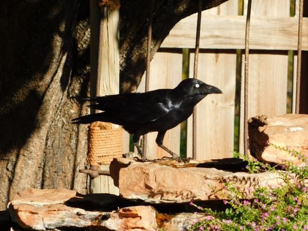 Animalstuffstore Torresian-Crow-3-1 Torresian Crows and Vegemite – 10,000 Birds Bird  