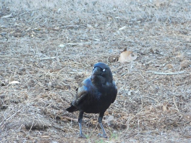 Animalstuffstore Torresian-Crow-3 Torresian Crows in Australia – 10,000 Birds Bird  