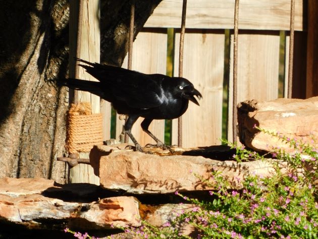 Animalstuffstore Torresian-Crow-4-1 Torresian Crows and Vegemite – 10,000 Birds Bird  
