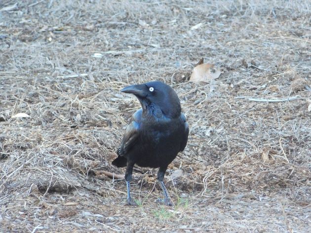 Animalstuffstore Torresian-Crow-4 Torresian Crows in Australia – 10,000 Birds Bird  