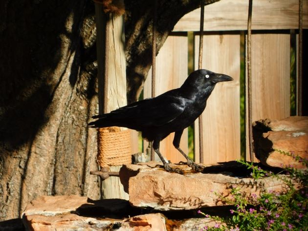 Animalstuffstore Torresian-Crow-6-1 Torresian Crows and Vegemite – 10,000 Birds Bird  