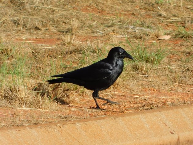 Animalstuffstore Torresian-Crow-6 Torresian Crows in Australia – 10,000 Birds Bird  