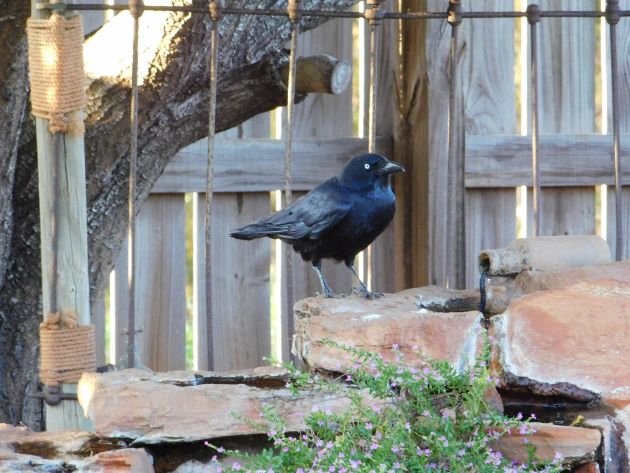 Animalstuffstore Torresian-Crow-7-1 Torresian Crows and Vegemite – 10,000 Birds Bird  