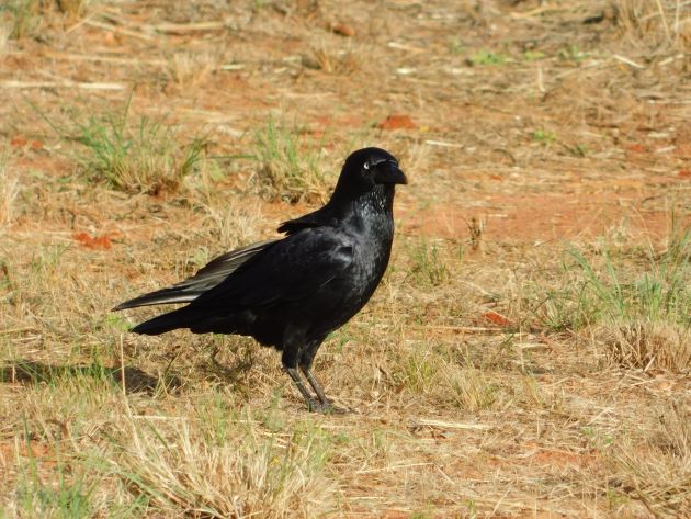 Animalstuffstore Torresian-Crow-7 Torresian Crows in Australia – 10,000 Birds Bird  