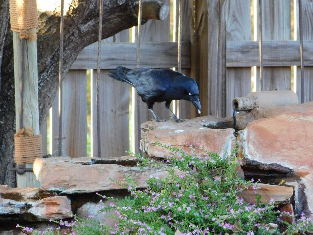 Animalstuffstore Torresian-Crow-8-1 Torresian Crows and Vegemite – 10,000 Birds Bird  