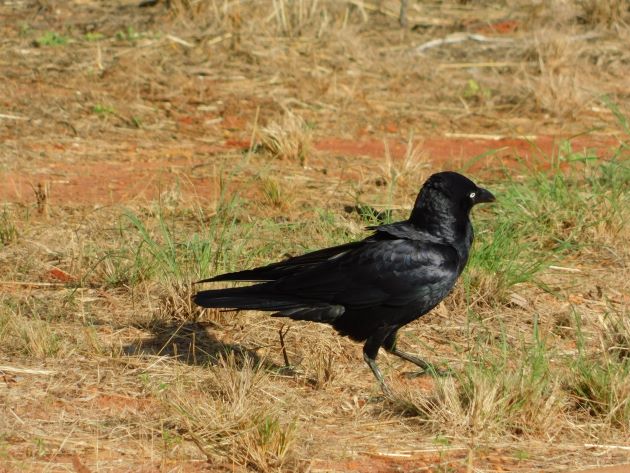 Animalstuffstore Torresian-Crow-8 Torresian Crows in Australia – 10,000 Birds Bird  
